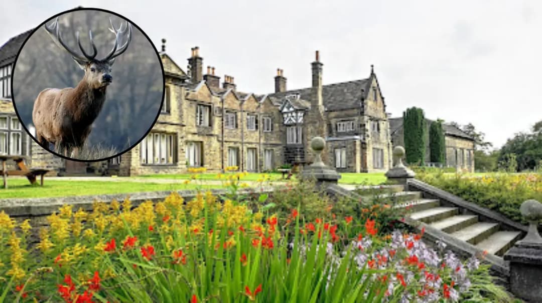 Rare fallow deer sighted on Bolton Smithills Moor 2026