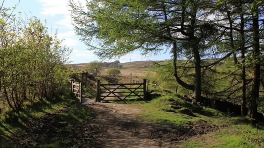 Ancient Woodlands and Forest History Around Bolton