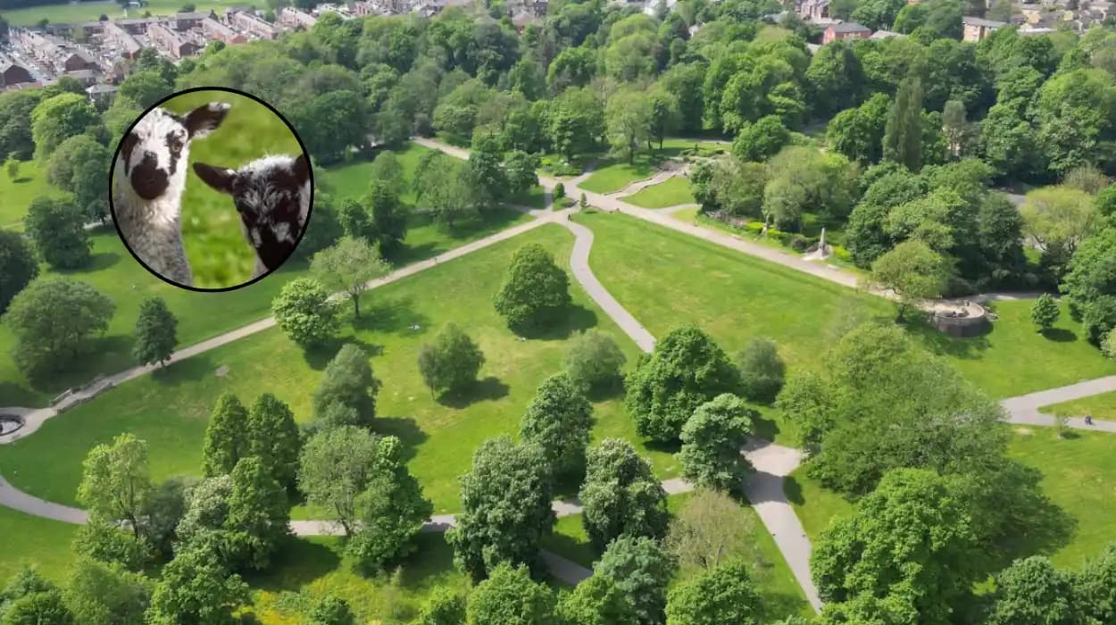 Newborn Lamb Twins Cuddle in Bolton Countryside 2026