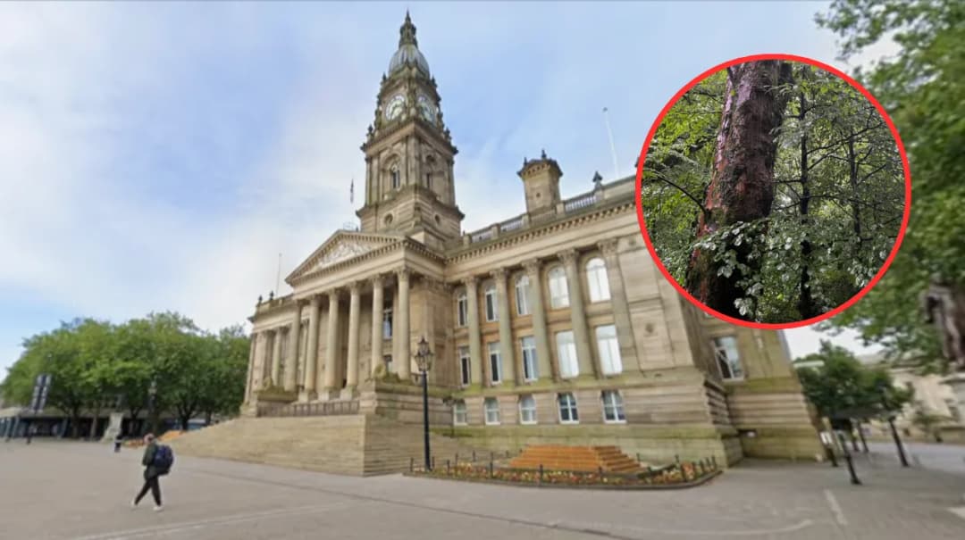 Dozens of Trees Felled Over Safety Risks in Bolton Woodland 2026