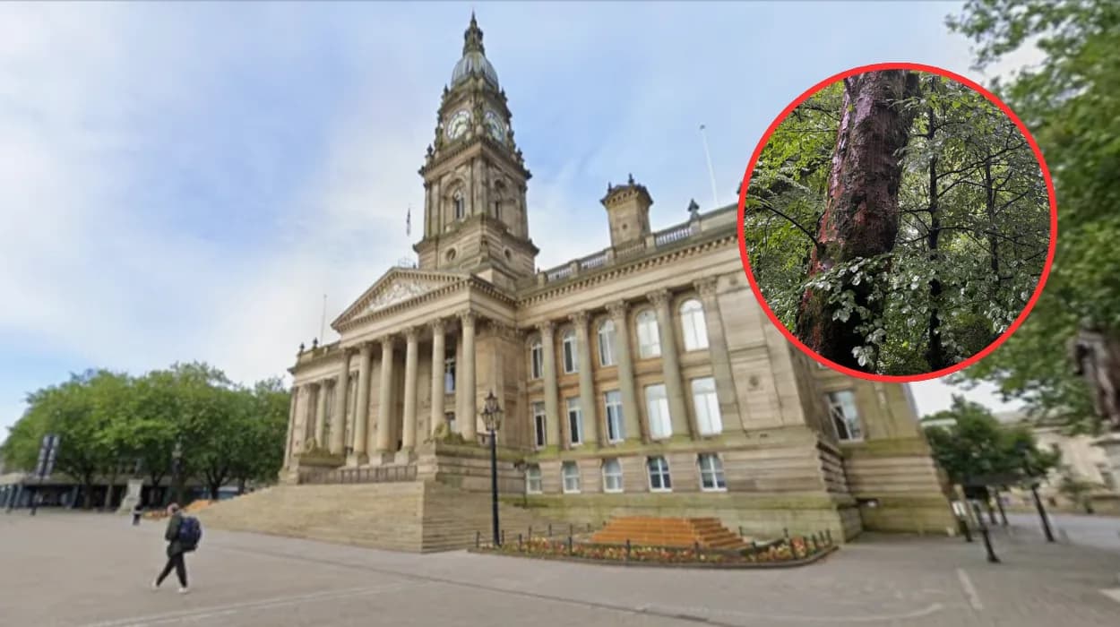 Dozens of Trees Felled Over Safety Risks in Bolton Woodland 2026