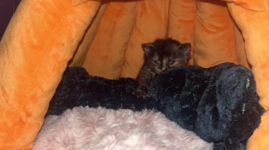 Bolton Animal Shelter Appeals After Spike in Homeless Animals