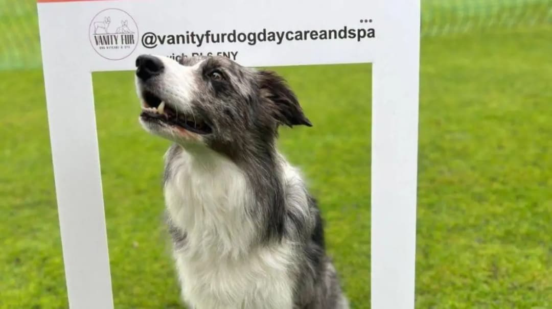Vanity Fur Hosts 2025 Festival of Horwich Dog Show in Bolton