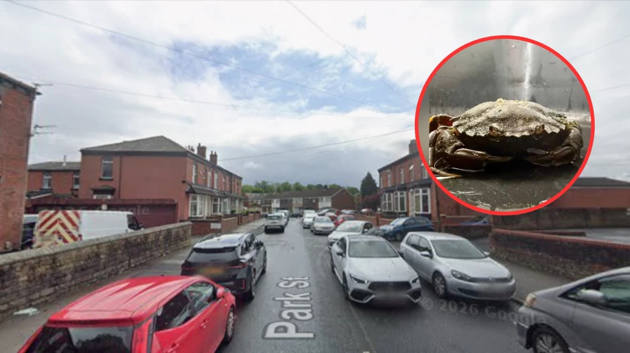 Two Live Marine Crabs Rescued from Driveway in Bolton 2026