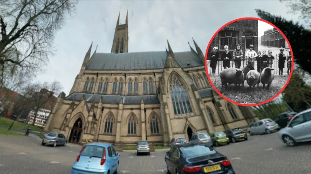 Vicar Deploys Sheep to Cut St Peter's Church Grass: Farnworth 1964