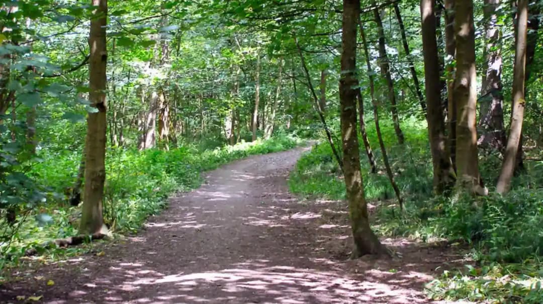 Best Woodland Walks Featuring Smithills and Rivington – Bolton