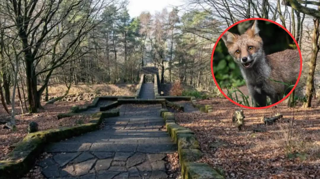 Adorable Fox Cubs Spotted by Photographer in Horwich, Bolton 2026