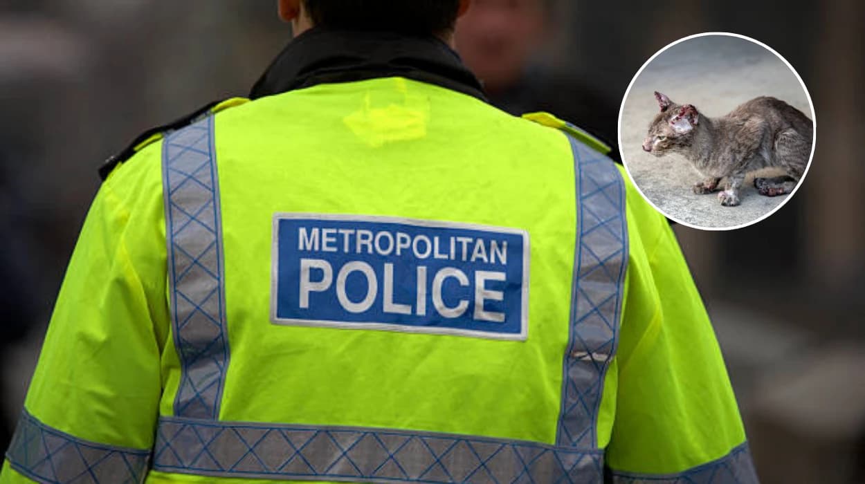 Bolton-by-Bowland Cat Injured in Air Rifle Attack: Police Investigate